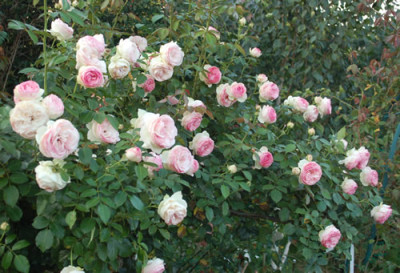 Pierre_de_Ronsard_0010__57042.jpg