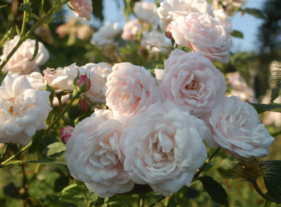 Mlle_Blanche_Laffitte_0010__57087.jpg