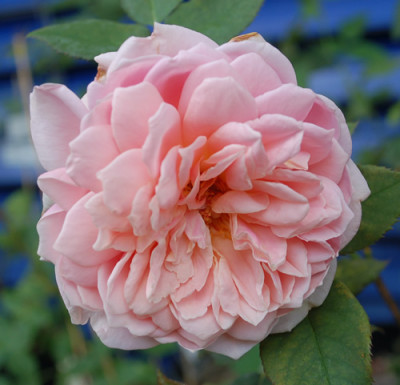 Susan_Louise_falsch_0010__57028.jpg