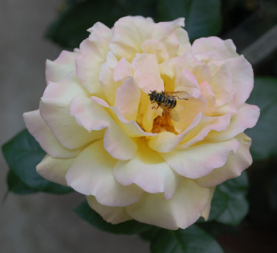 Gloria_Dei_0010__57015.jpg