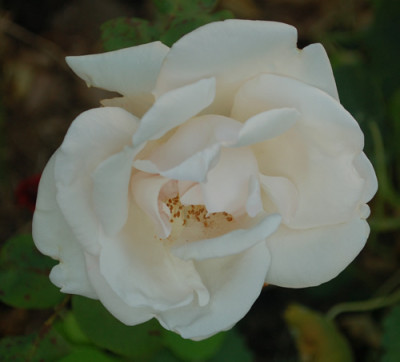 Mme_Renee_Oberthur_0010__57111.jpg