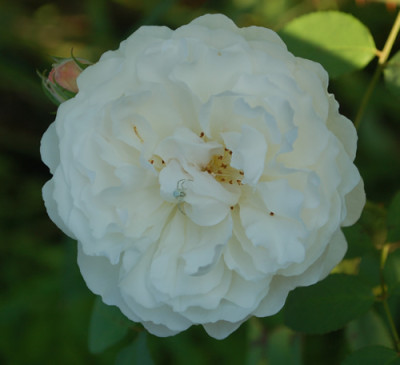 Guinevere_0010__57092.jpg