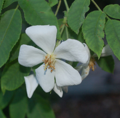 Rosa_moschata_0010__57055.jpg