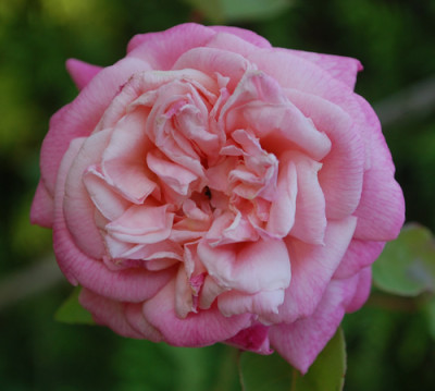 Georgetown_Tea_0010__57101.jpg