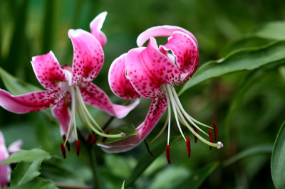 Li_WL_speciosumrubrum2189.jpg