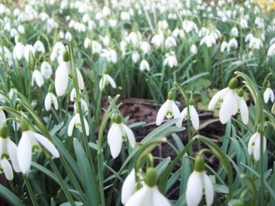 Schneegloeckchen022.jpg