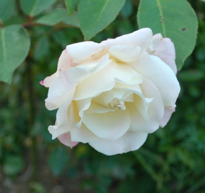 Mrs_Dudley_Cross_T_0010__57046.jpg