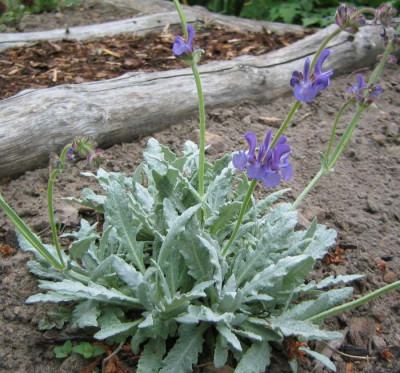 Salvia_canescens_var_daghestanica_20080524.jpg