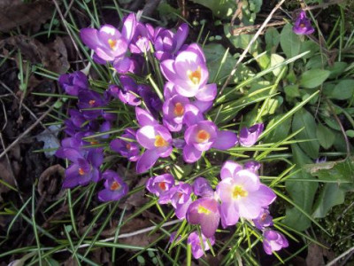 Krokusse021.jpg