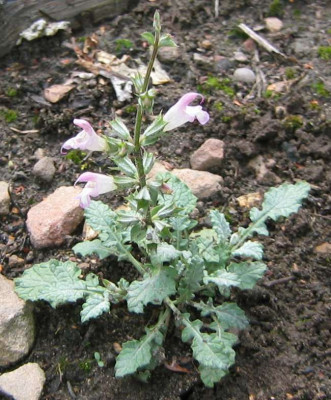 Salvia_taraxifolia_270623_04.jpg