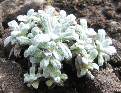 Salvia_unbekannt_20080413_02.jpg