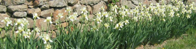 Iris_flavescens_Tausch.jpg
