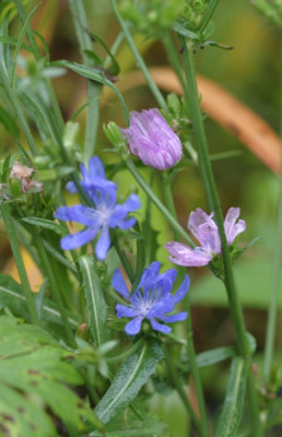 Cichorium_intybus_blue-and-lavender_22.08.09.JPG