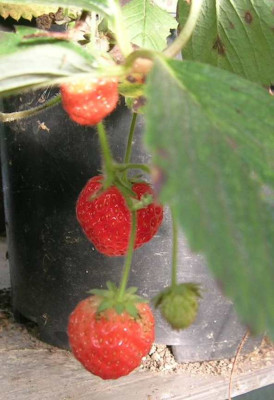 z_erdbeeren_im_tunnel_21.10.08.jpg