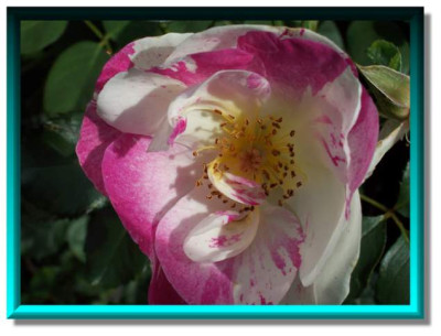 Sorbet_Framboise082.JPG