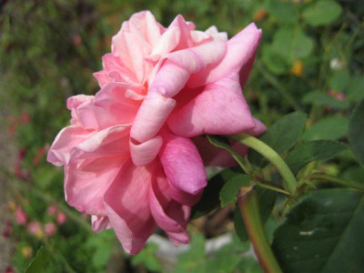 IMG_6329_Small.JPG