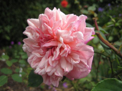 IMG_6327_Small.JPG