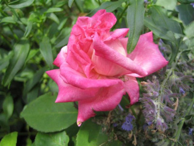 IMG_6319_Small.JPG