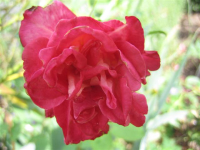 IMG_6315_Small.JPG
