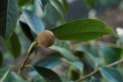 frucht_reticulata_species.jpg