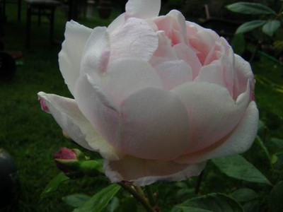 Odorata1ab.JPG