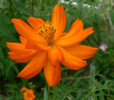 Cosmos_sulphureum_0901715.jpg