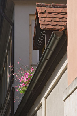 Rosa-Leuchten.jpg