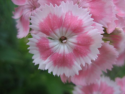 Dianthus_barbatus_53515.jpg