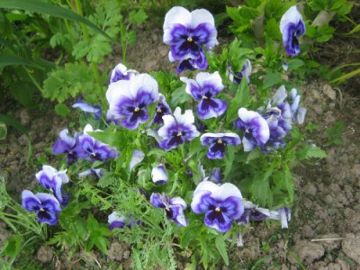 Viola__wittrockiana_96121.jpg