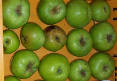 000_4220_Apfel.jpg