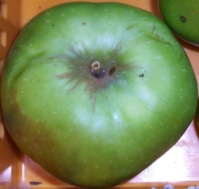 000_4221_Apfel_Oberseite.jpg