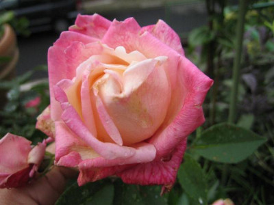maman_cochet_beales_Small.JPG