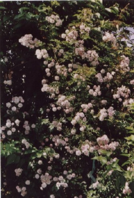 Pauls_Himalayan__Musk_alte_Zierkirsche.jpg