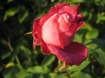 IMG_4878_Small.JPG