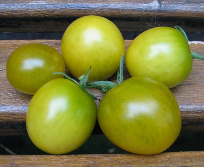 Green_Grapes_--1.09.06_003.jpg