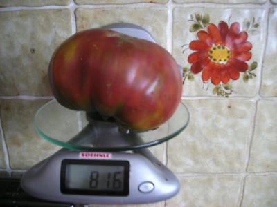 Tomatenriese.jpg