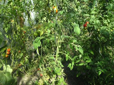 Tomatenpflanzenbild.jpg