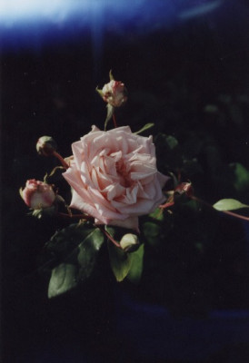 Bluete_Baronne_Henriette_de_Snoy.jpg