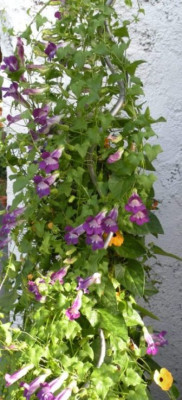 Einj._Thunbergia_und_Asarina.JPG