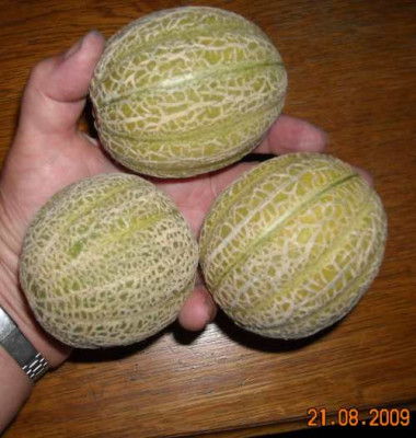 08_21_Kasach.Obstmelone.jpg