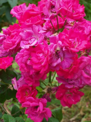 August_2009_Heidetraum.jpg