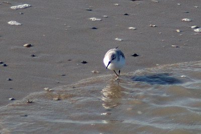 0039_strandlaeufer_wenduine.jpg