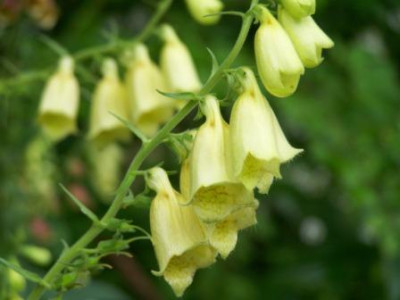 DigitalisLutea04.jpg