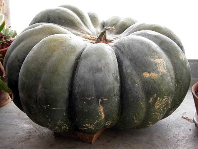 muscade_de_provence_-_Img44506.jpg