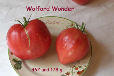 WolfordWonder_.jpg