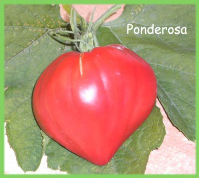 Ponderosa2.jpg