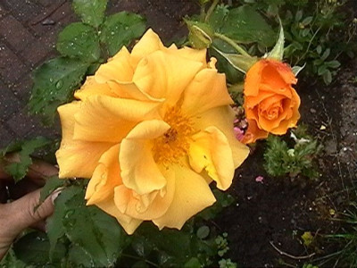 Goldener_Olymp0906.jpg