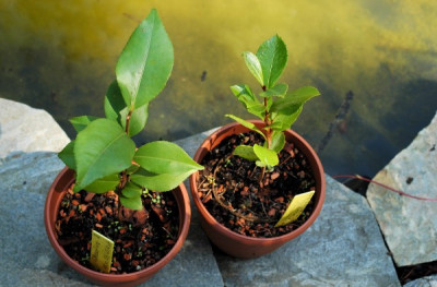 samlinge_rosiflora07.jpg