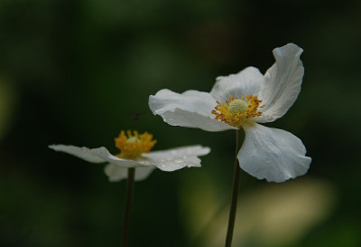 anemone_sylvestris_09.jpg
