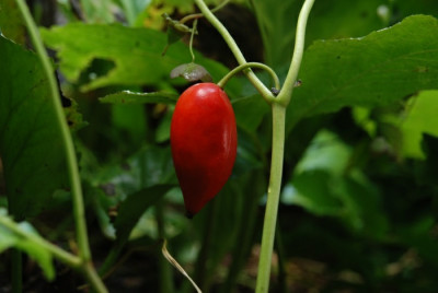 podophyllum_samenansatz_09.jpg